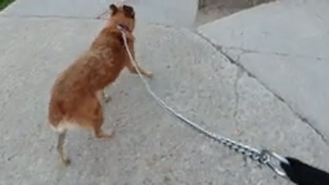 WINTER PARK COLORADO-2019: Walking The Dog On A Steel Leash And Walking As The