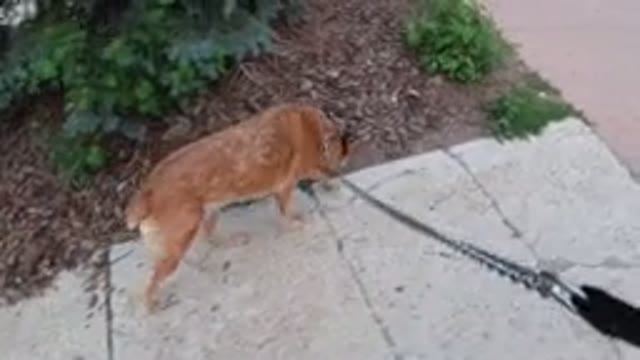 WINTER PARK COLORADO-2019: Calming Walk Through Neighborhood With Dog