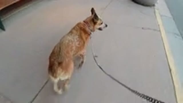 WINTER PARK COLORADO-2019: A Brown Dog Walking On The Footpath And A Big