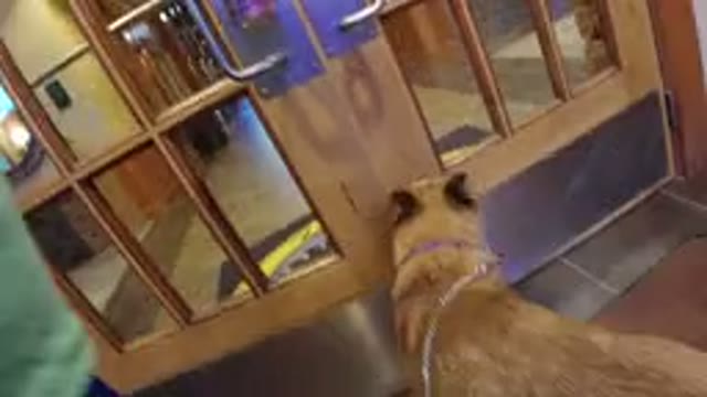 WINTER PARK COLORADO-2019: A Dog Is Entering Into A Hotel