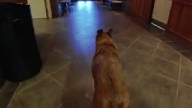 WINTER PARK COLORADO-2019: Video Of A Man Walking His Large Dog On A Leash In