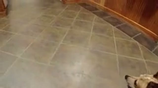 WINTER PARK COLORADO-2019: Dog Approaching Elevator In Building
