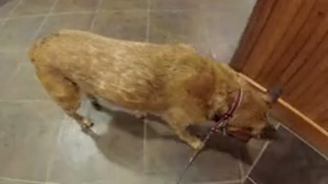 WINTER PARK COLORADO-2019: Video Of A Dog Walking Around A Tia Floor With A