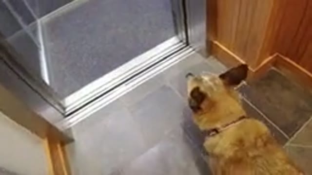 WINTER PARK COLORADO-2019: Human Walking A Dog Into An Elevator While Holding A