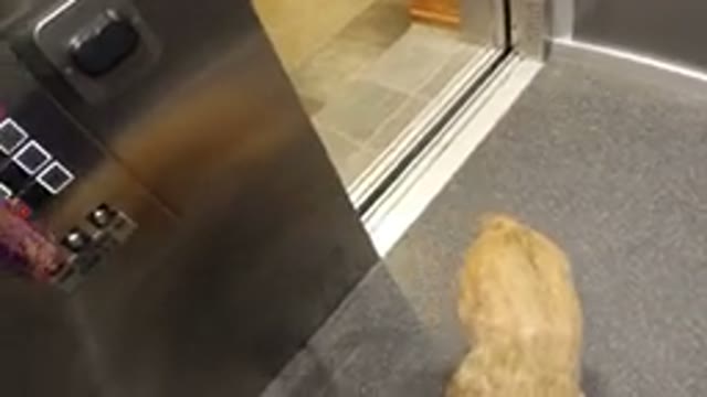 WINTER PARK COLORADO-2019: Time Has Evolved Where Animals Are Allowed In Some