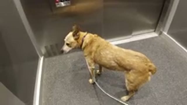 WINTER PARK COLORADO-2019: Recording Of A Dog Waiting For The Elevator To Open
