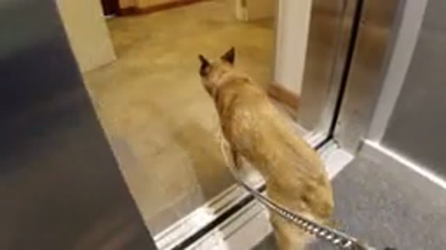 WINTER PARK COLORADO-2019: Dog Is Being Walked Inside A House By Its Owner