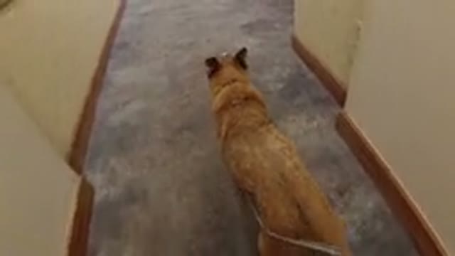 WINTER PARK COLORADO-2019: Dog On A Leash Being Guided By Someone In A Hotel Hallway