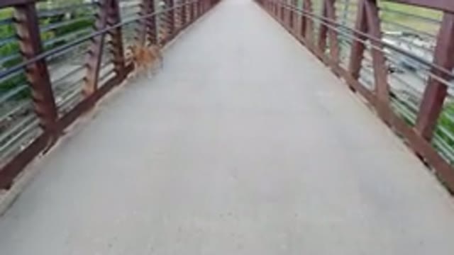 WINTER PARK COLORADO-2019: Long Bridge Path A Dog Is Walking There