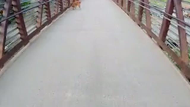 WINTER PARK COLORADO-2019: Dog Sniffing and Free Roaming on a Bridge