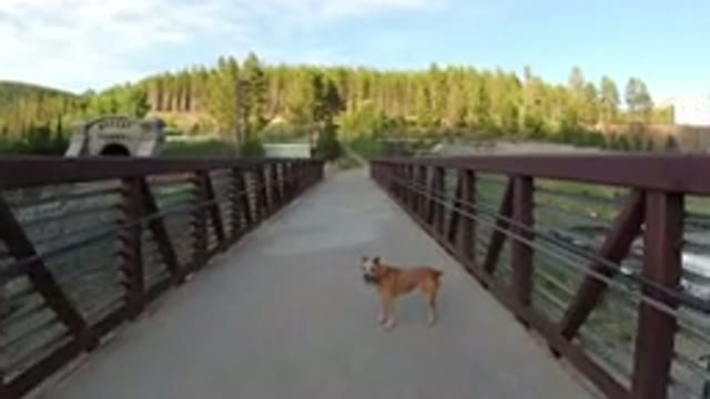 WINTER PARK COLORADO-2019: Brave Brown Dog Walking On A Concrete Bridge