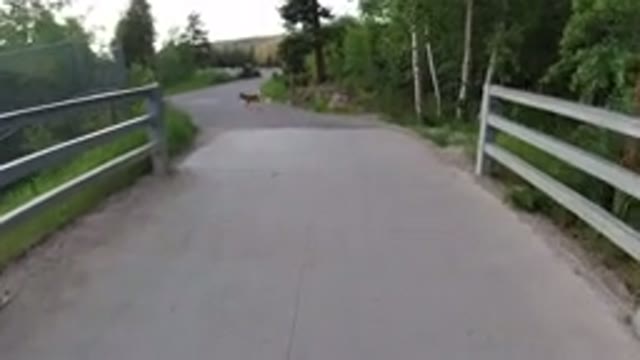 WINTER PARK COLORADO-2019: Boy Walking Down The Street With A Dog And Lush Green Vegetation
