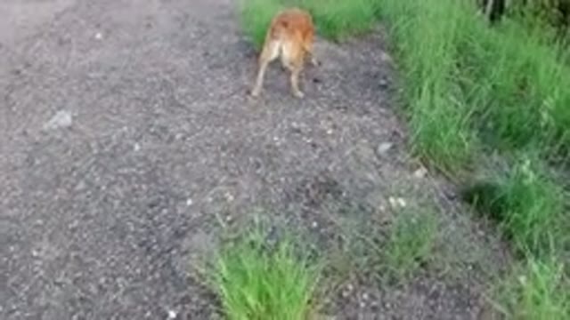 WINTER PARK COLORADO-2019: Dog Sniffing Plants On A Track In A Deserted Area