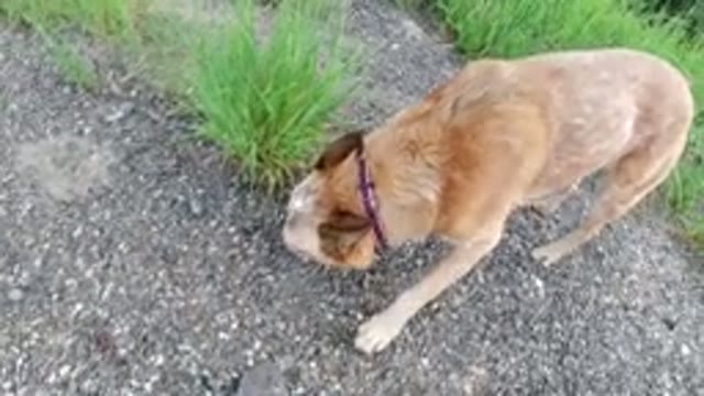 WINTER PARK COLORADO-2019: Dog Wearing Red Collar Sniffing Around Grass