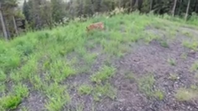 WINTER PARK COLORADO-2019: Video Of A Man Walking His Large Dog On A Leash In
