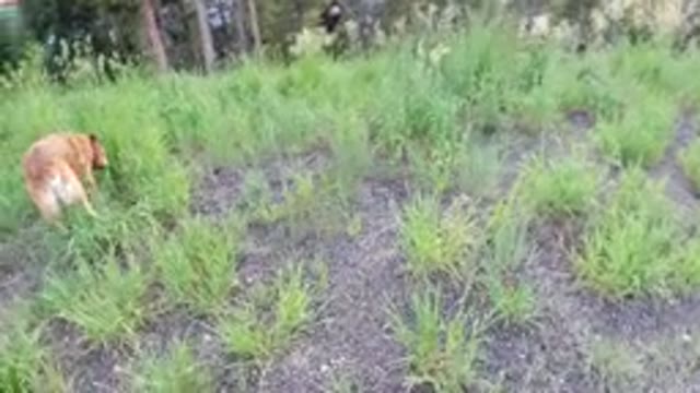 WINTER PARK COLORADO-2019: Enjoy Hunting Amid Nature And Hanging Out With A