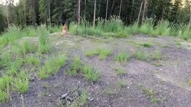 WINTER PARK COLORADO-2019: A Dog Roaming On The Top Of A Hill With Grass