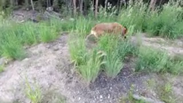WINTER PARK COLORADO-2019: A Dog Roams Through Dry Land