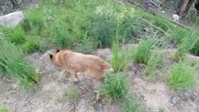 WINTER PARK COLORADO-2019: Video Of A Man Walking His Large Dog