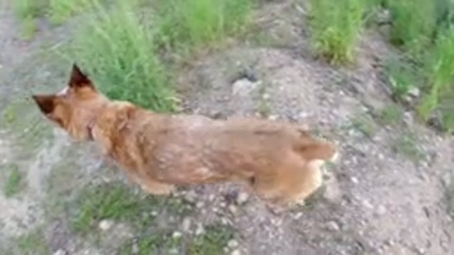 WINTER PARK COLORADO-2019: Unleashed Tan Dog Trots Across Undeveloped Area