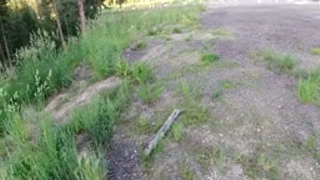 WINTER PARK COLORADO-2019: A Small Valley With Plants, Bushes, and Trees