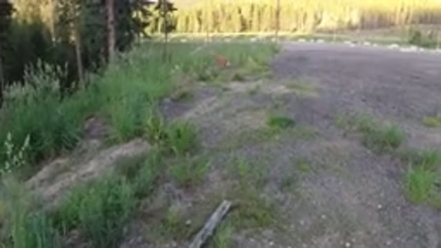WINTER PARK COLORADO-2019: A Dog Is Walking In The Nature With Grass And Trees