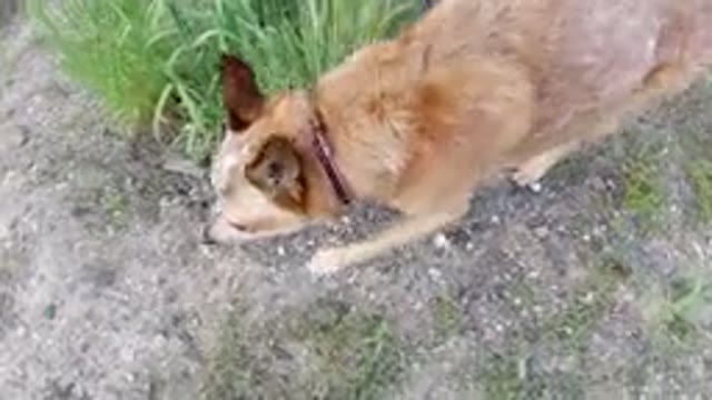 WINTER PARK COLORADO-2019: Animals Have Mysterious Ways Of Finding Their Way
