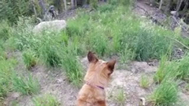 WINTER PARK COLORADO-2019: Dog Freely Exploring The Woods With Its Owner
