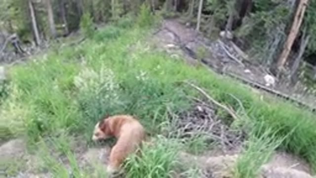 WINTER PARK COLORADO-2019: Dog Searching The Woods