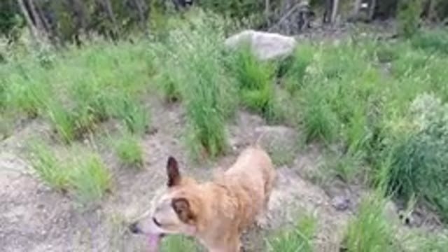 WINTER PARK COLORADO-2019: Dog Joining Owner On Nature Walk Looks Out In The