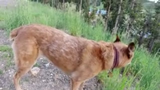 WINTER PARK COLORADO-2019: Your Dog Gets Allergies For The Same Reasons You Do