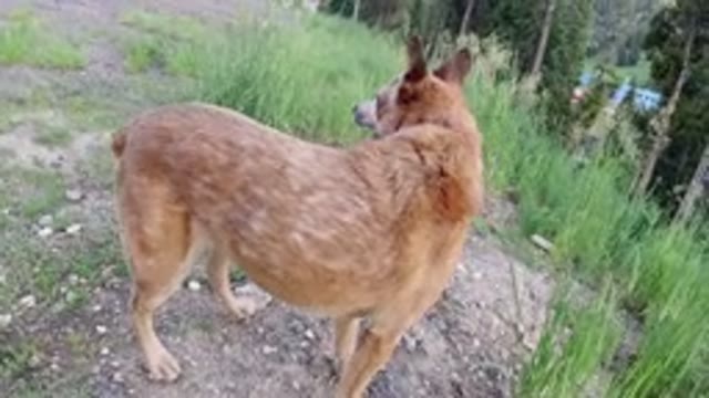 WINTER PARK COLORADO-2019: Medium-Sized Dog Looks Around And Has Fun In The