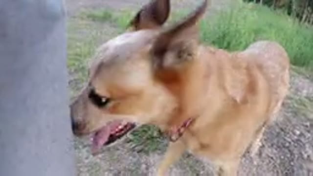 WINTER PARK COLORADO-2019: Brown Medium Size Dog Happy To Be Outside Sniffing In