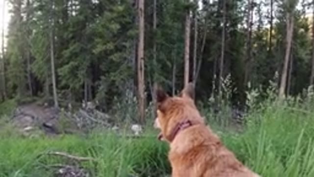 WINTER PARK COLORADO-2019: Handsome Dog Explores The Vast Green Depths Of The
