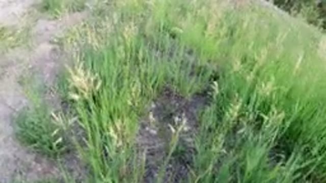 WINTER PARK COLORADO-2019: Grassy Spot On A Sunny Day In Nature Filmed In Fish