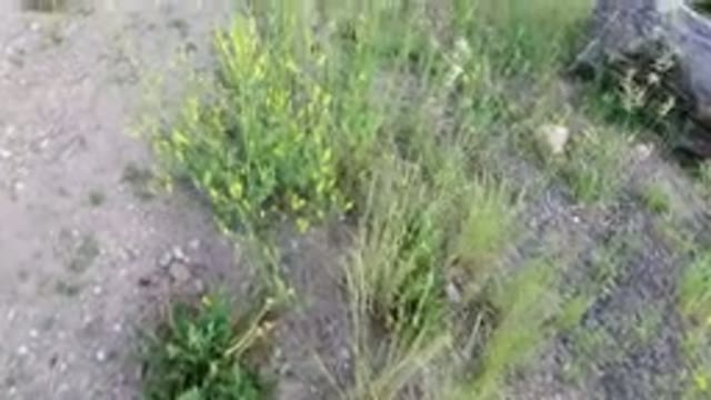 WINTER PARK COLORADO-2019: Stroll Through The Park Looking At The Undergrowth