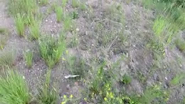 WINTER PARK COLORADO-2019: An Animal Running On A Grassy Land