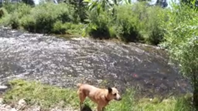 WINTER PARK COLORADO-2019: Outdoor River Dog Water Grass Free Trees Playing