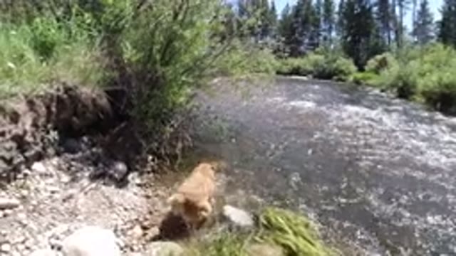 WINTER PARK COLORADO-2019: Brown Medium Sized Dog Off Leash Walks Into Stream