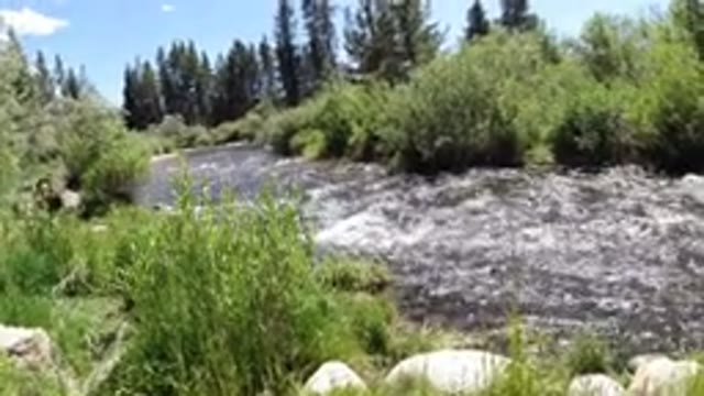WINTER PARK COLORADO-2019: Two Dogs Near The Side Of A Flowing Body Of Water