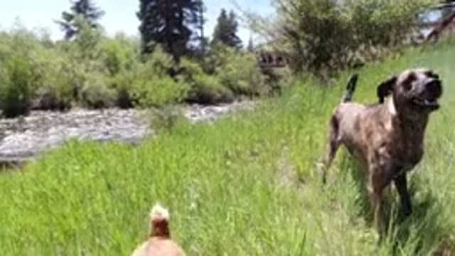 WINTER PARK COLORADO-2019: Video Of Two Dogs Playing Near A Fast Flowing Lake
