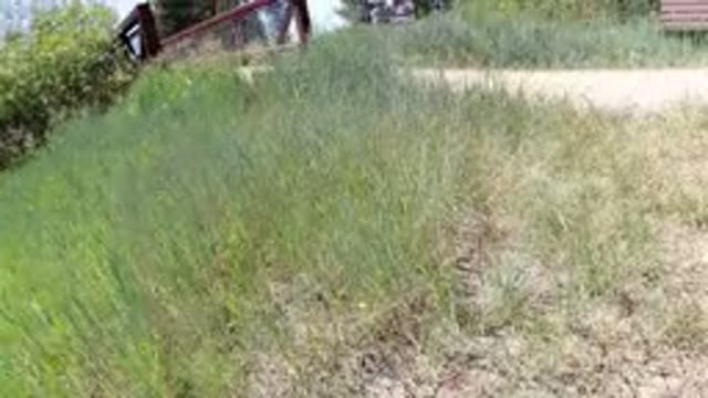 WINTER PARK COLORADO-2019: Walking With A Woman And A Dog Through High Grass To