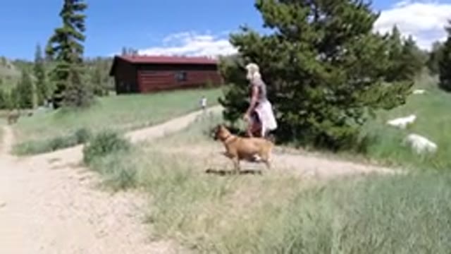 WINTER PARK COLORADO-2019: A Person Walking A Dog On A Leash In A Winter Park