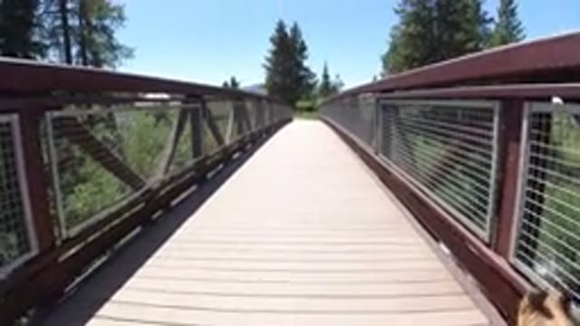 WINTER PARK COLORADO-2019: A Dog On A Leash Is Walking On A Bridge On A Sunny Day