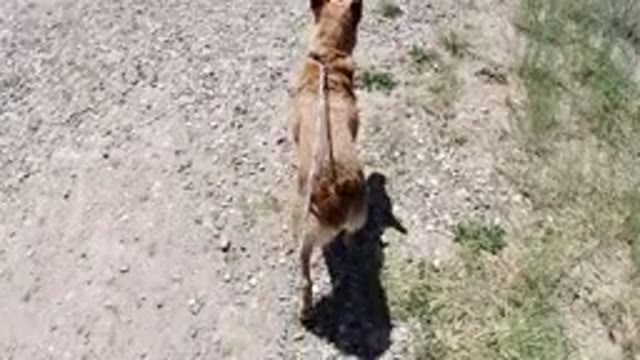 WINTER PARK COLORADO-2019: Amazing Brown Dog On A Leash
