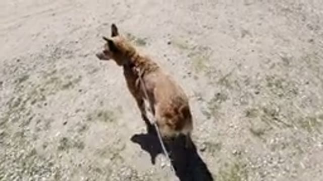 WINTER PARK COLORADO-2019: Walking On The Sand With The Dog On His Leash