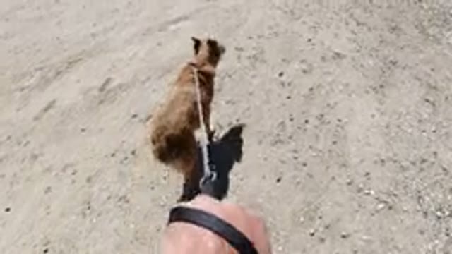 WINTER PARK COLORADO-2019: Walking Dog On Rough Land Using A Leigh On A Sunny