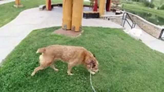 WINTER PARK COLORADO-2019: Medium Sized Brown Dog Being Walked On A Leash Over