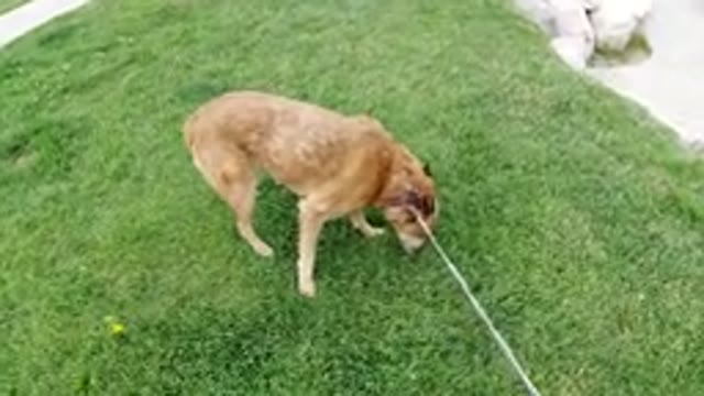 WINTER PARK COLORADO-2019: Dog Protests Leash Laws And Seeks The Perfect Spot To Roam