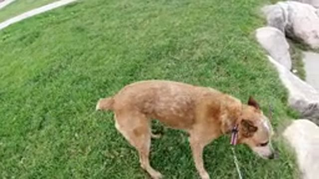 WINTER PARK COLORADO-2019: Tan Dog On Leash Looking Around And Sniffing Grass